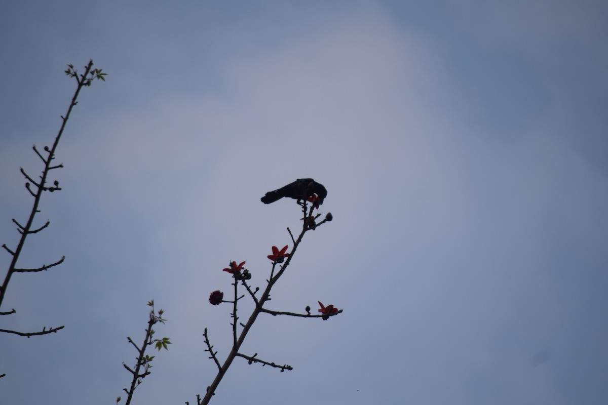 Corbeau à gros bec - ML616672238