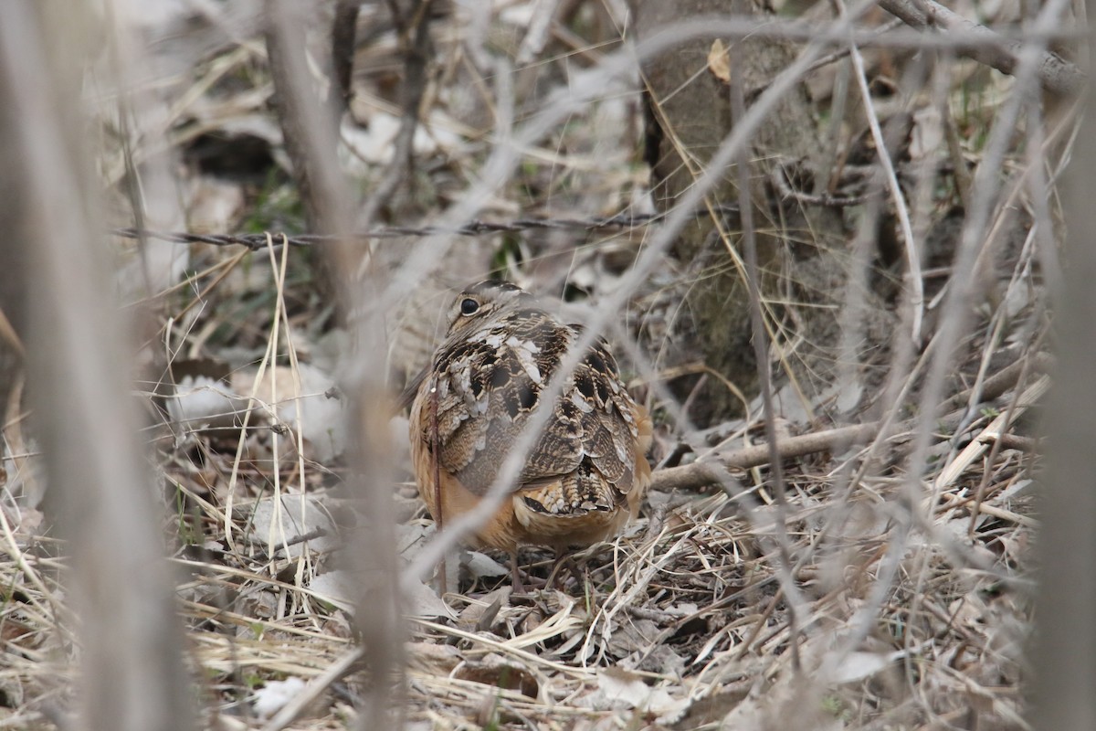 American Woodcock - ML616672278