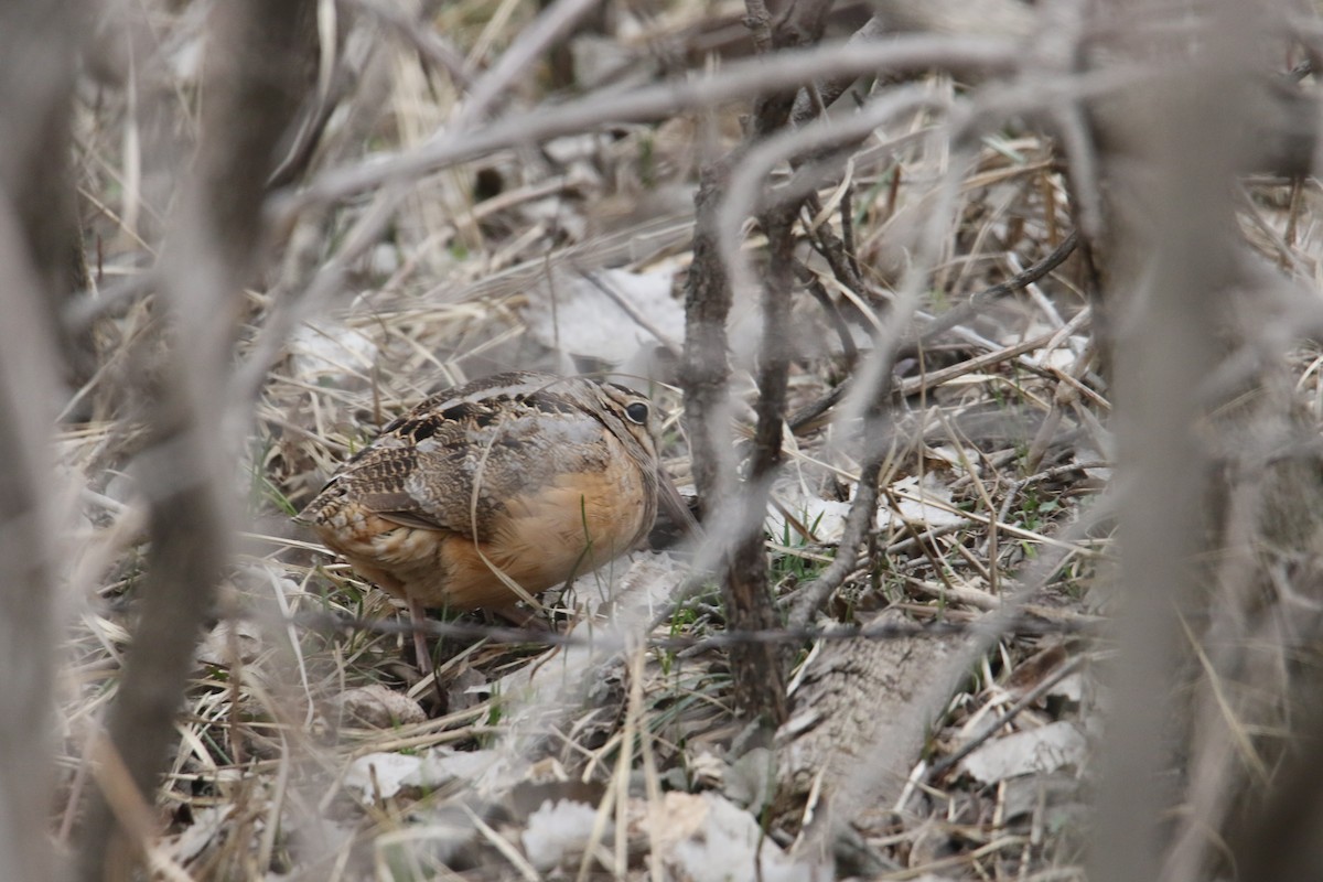 American Woodcock - ML616672280