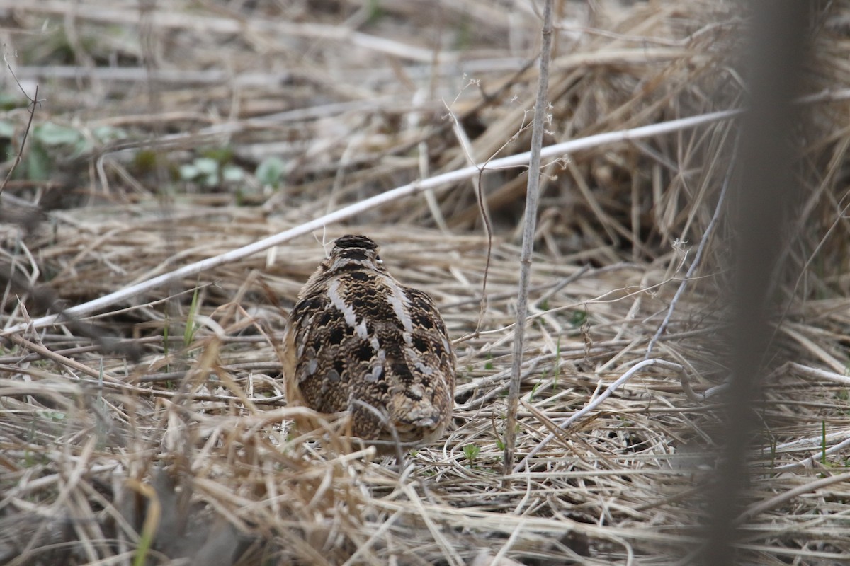 American Woodcock - ML616672282