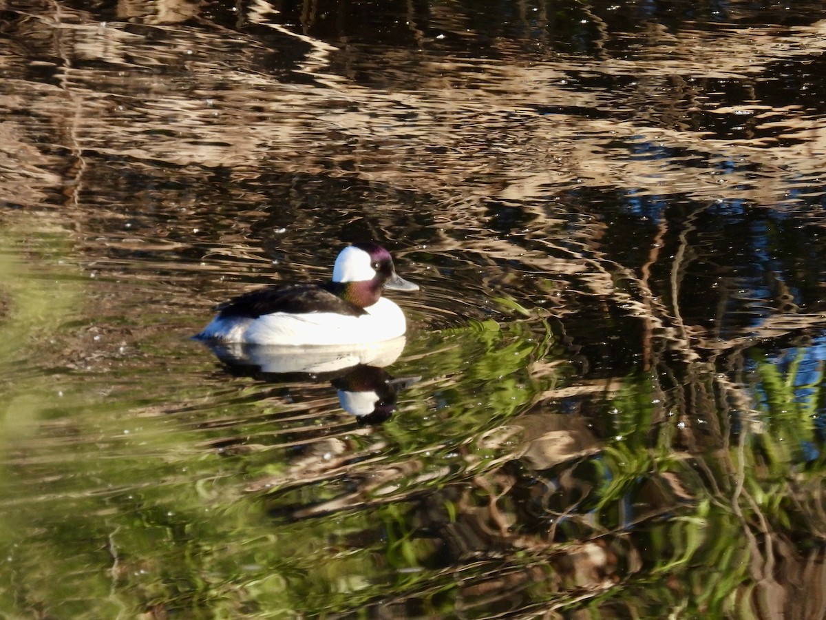 Bufflehead - ML616672301