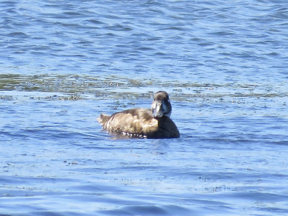 Southern Pochard - Simon Pearce