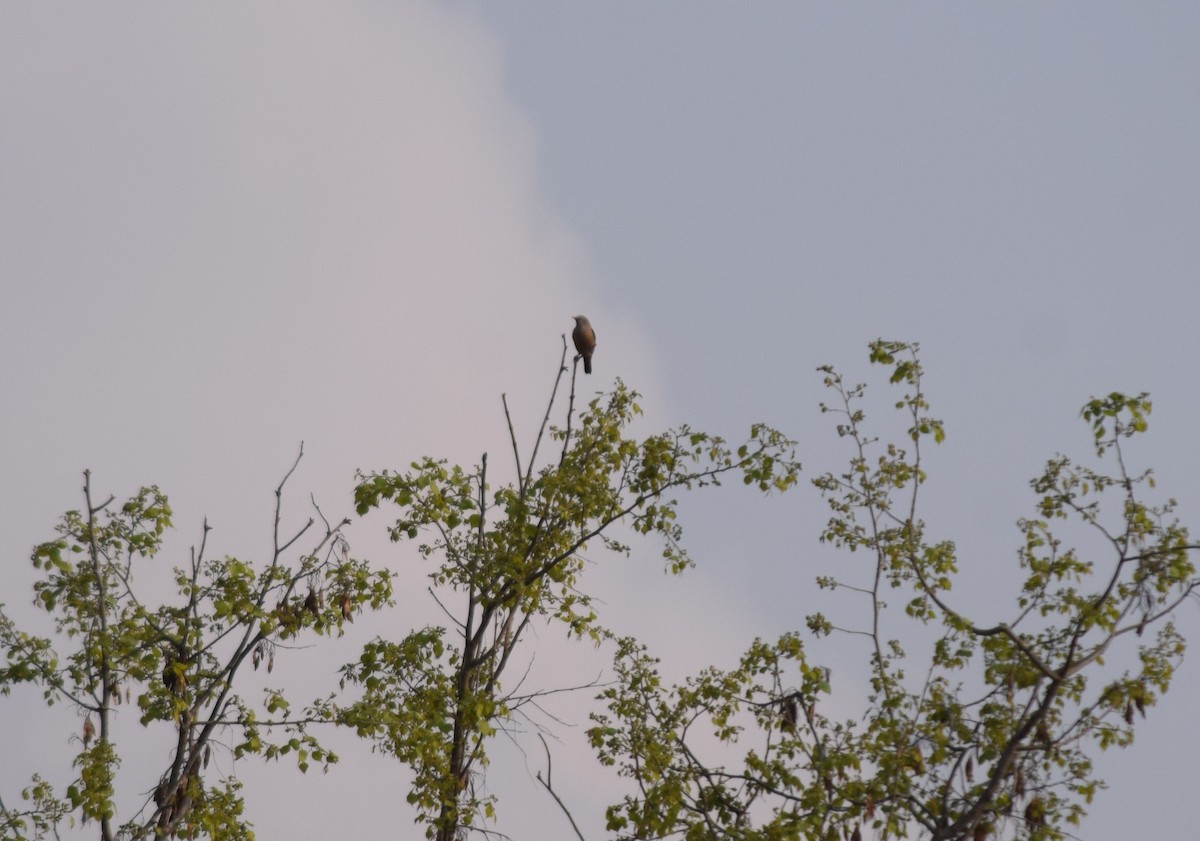 Chestnut-tailed Starling - ML616672342