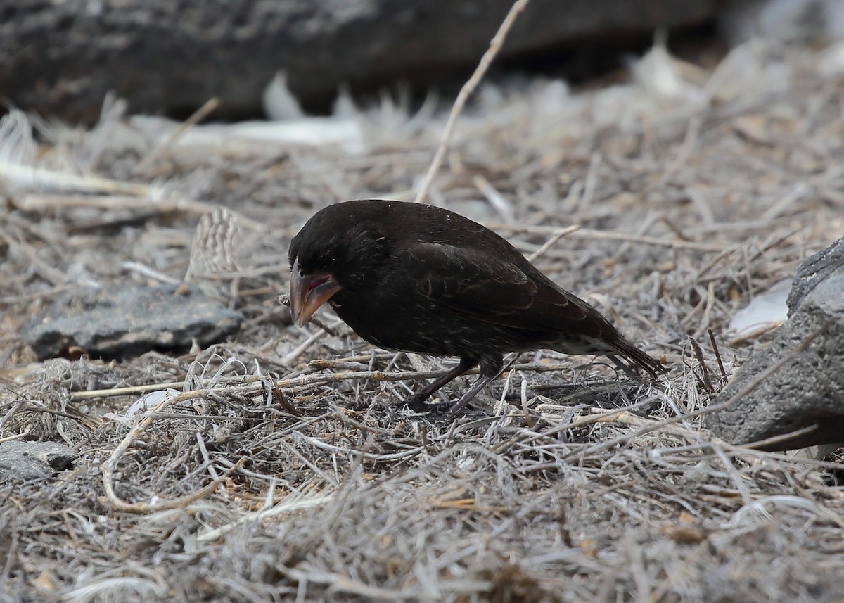 Española Ground-Finch - Yannick FRANCOIS