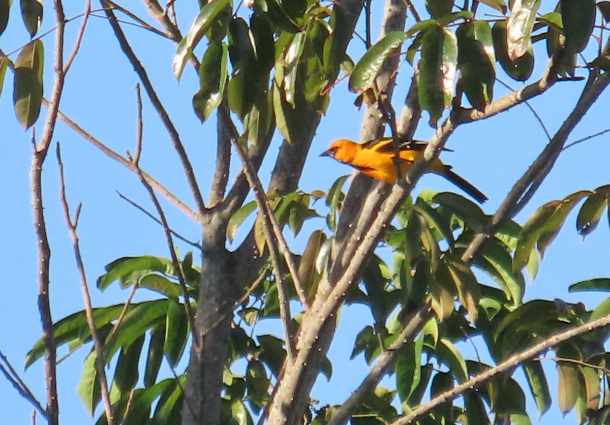 Oriole à gros bec - ML616672401