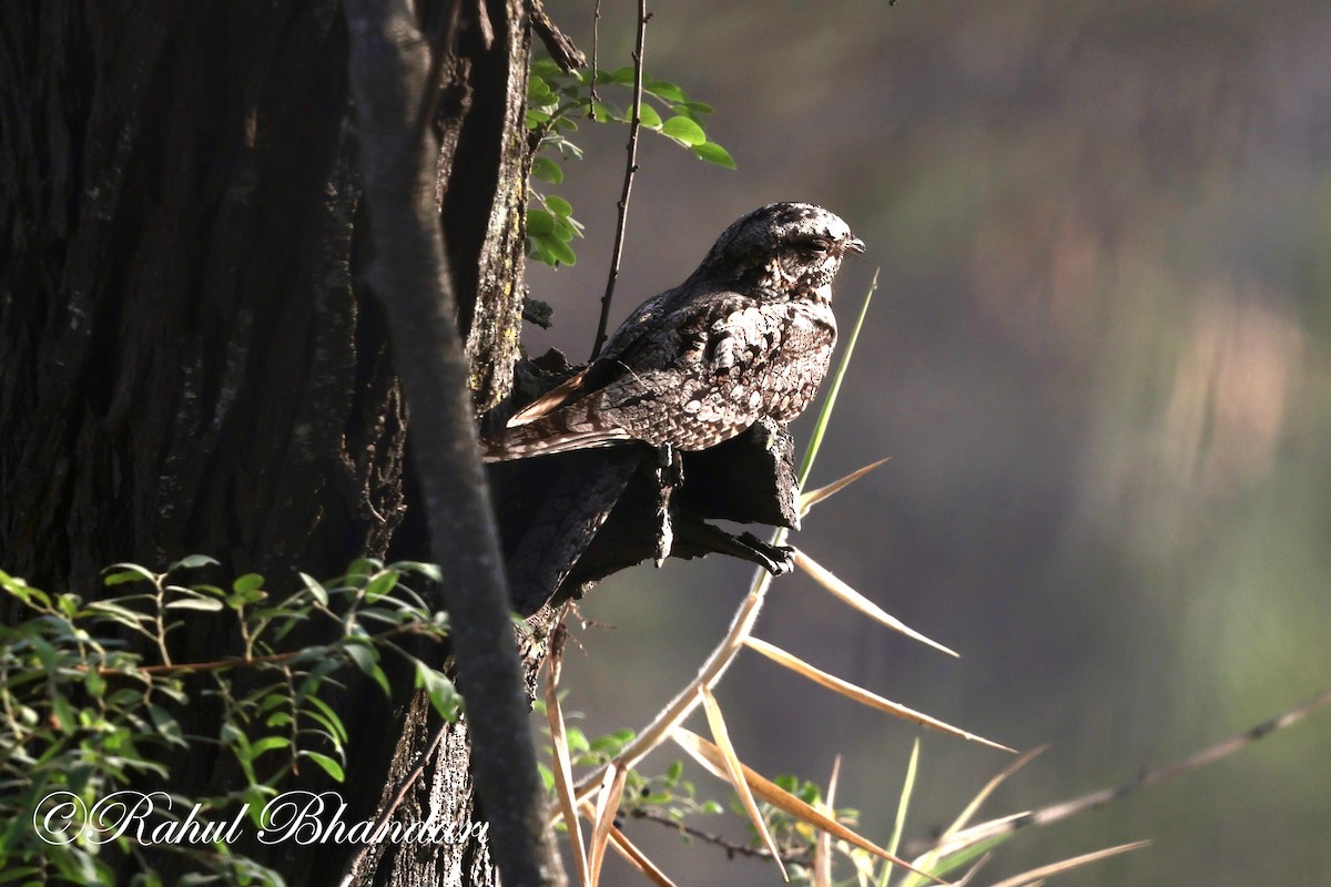 Jungle Nightjar - ML616672415