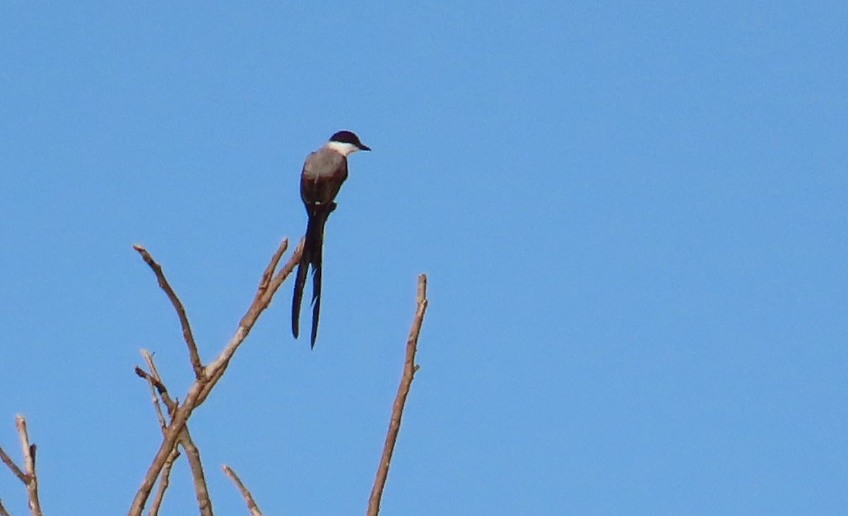 Fork-tailed Flycatcher - ML616672425