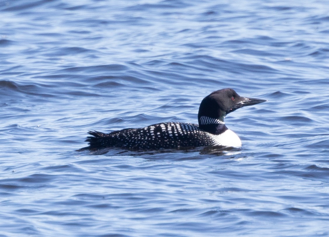 Common Loon - ML616672426