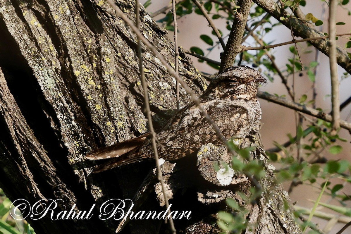 Jungle Nightjar - ML616672429