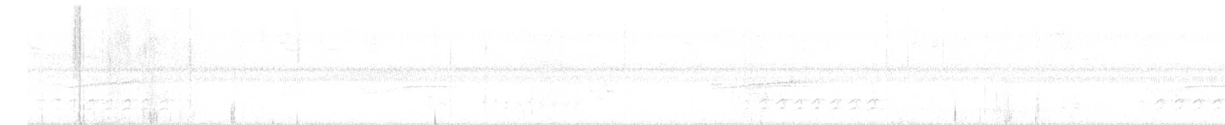 Sittelle à poitrine blanche (carolinensis) - ML616672431