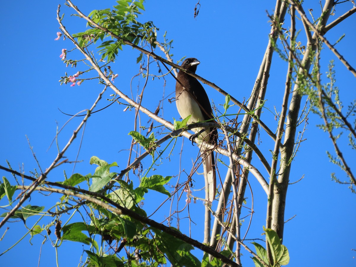 Brown Jay - Oliver  Komar