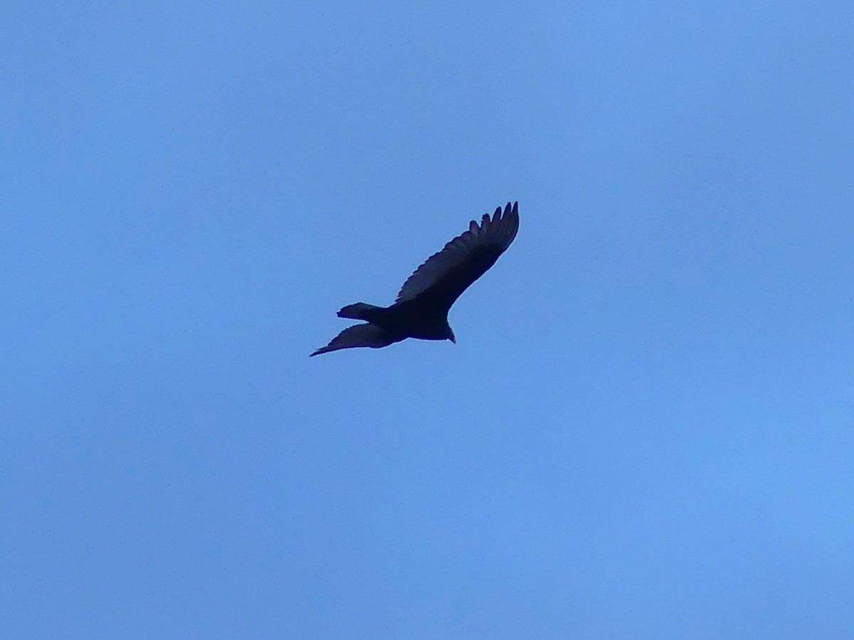 Turkey Vulture - ML616672463