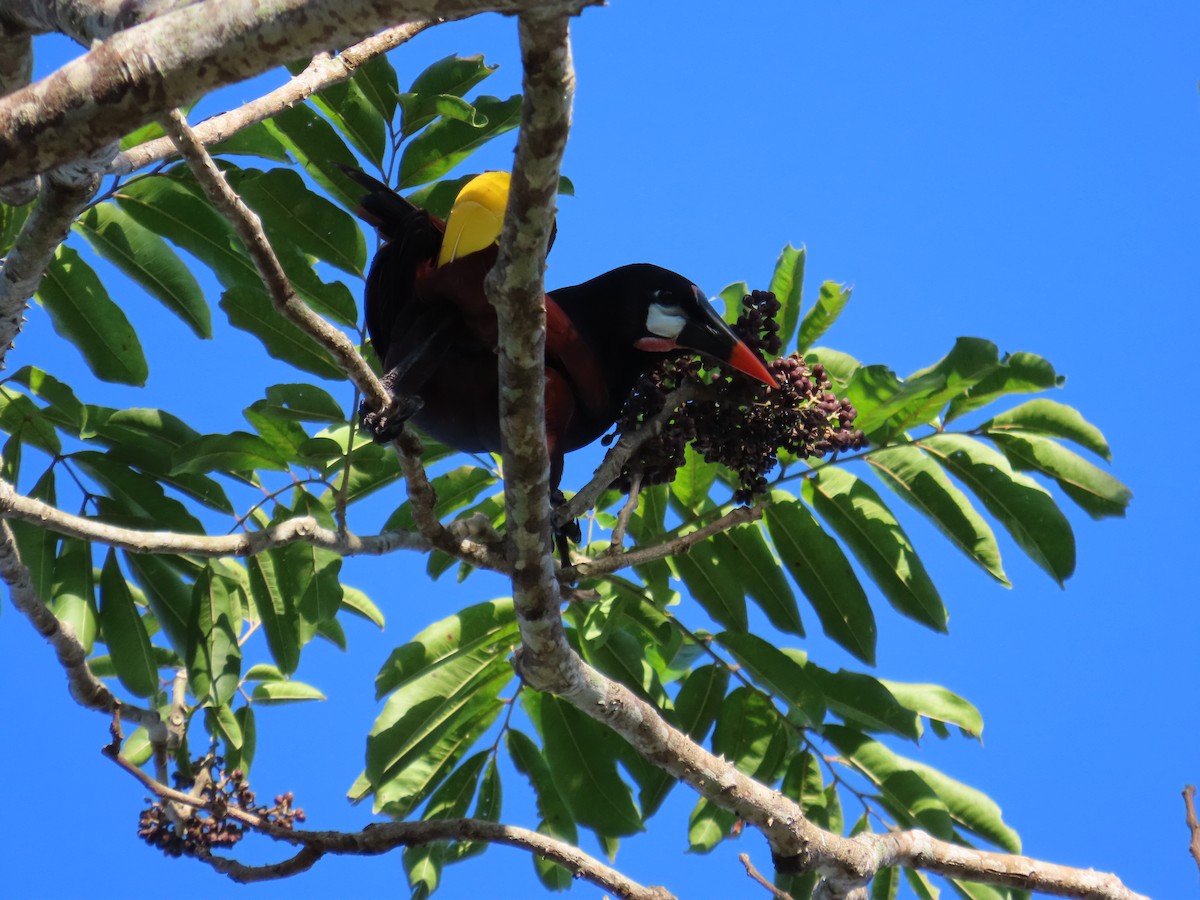 Montezuma Oropendola - ML616672500