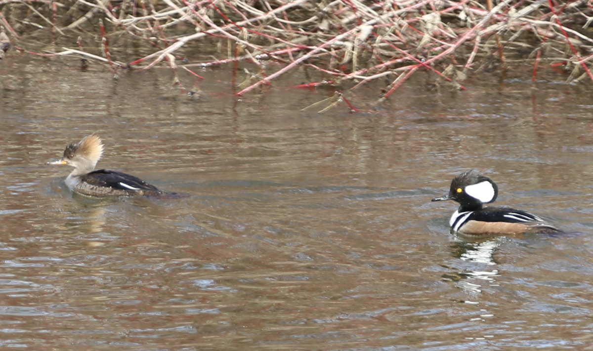 Hooded Merganser - ML616672545