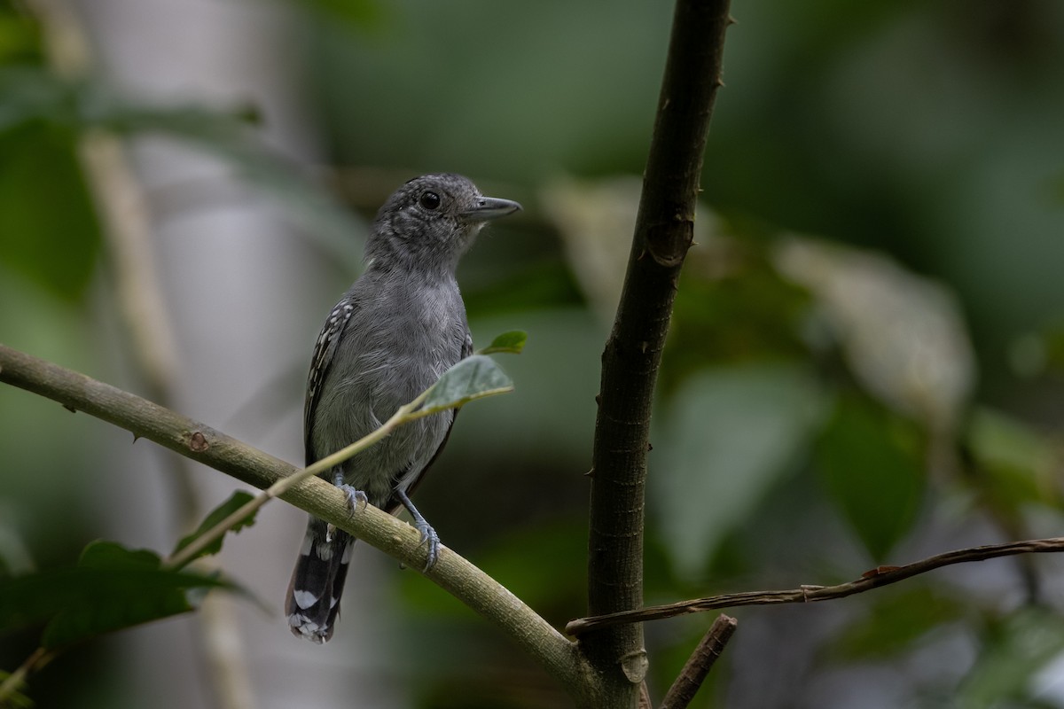 Black-crowned Antshrike - ML616672551