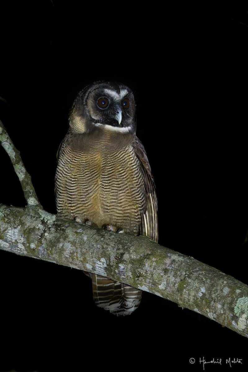 Brown Wood-Owl - ML616672576