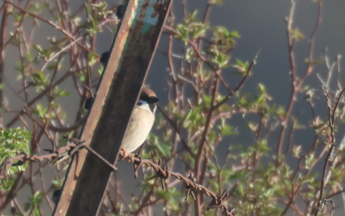Eurasian Tree Sparrow - ML616672634