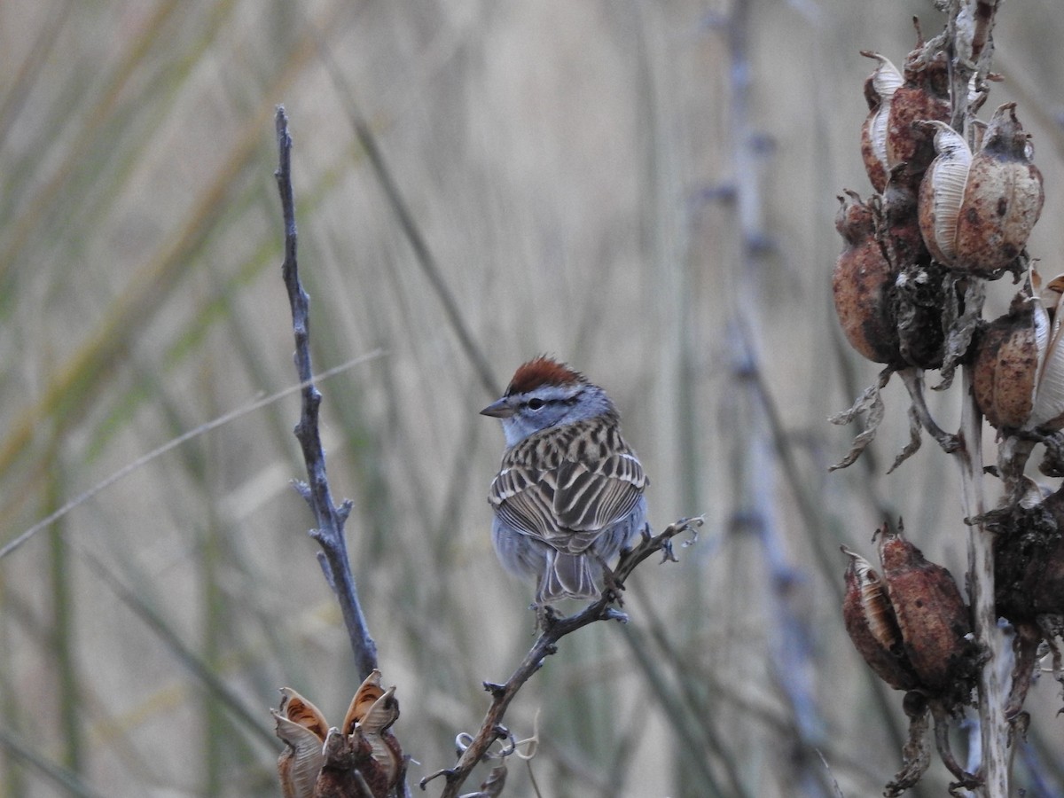 Chipping Sparrow - ML616672659