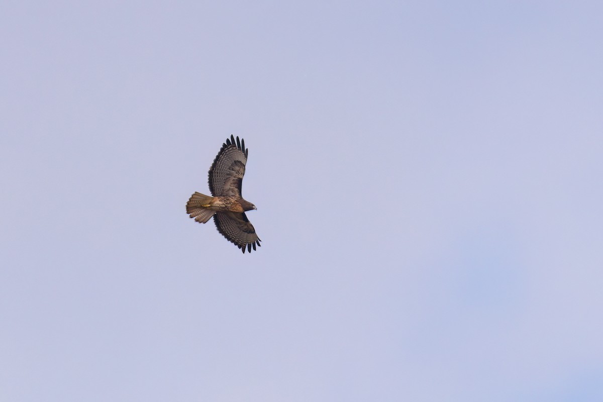 Red-tailed Hawk - ML616672695