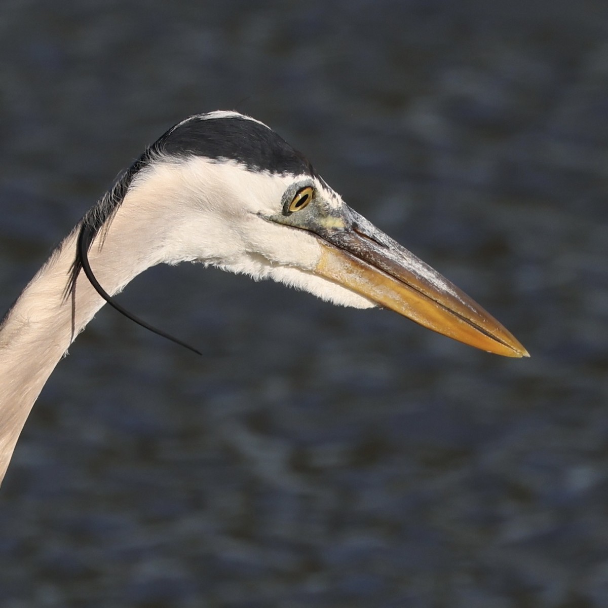 Great Blue Heron - Glenn and Ellen Peterson