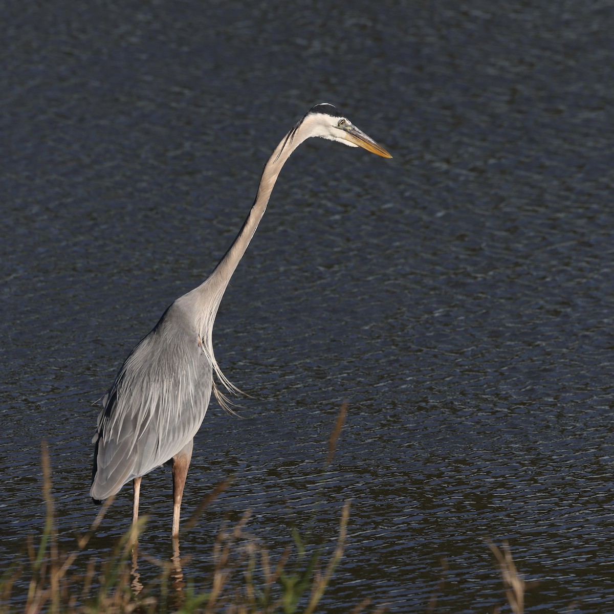 Great Blue Heron - ML616672733