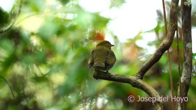 Manakin à cuisses jaunes - ML616672764