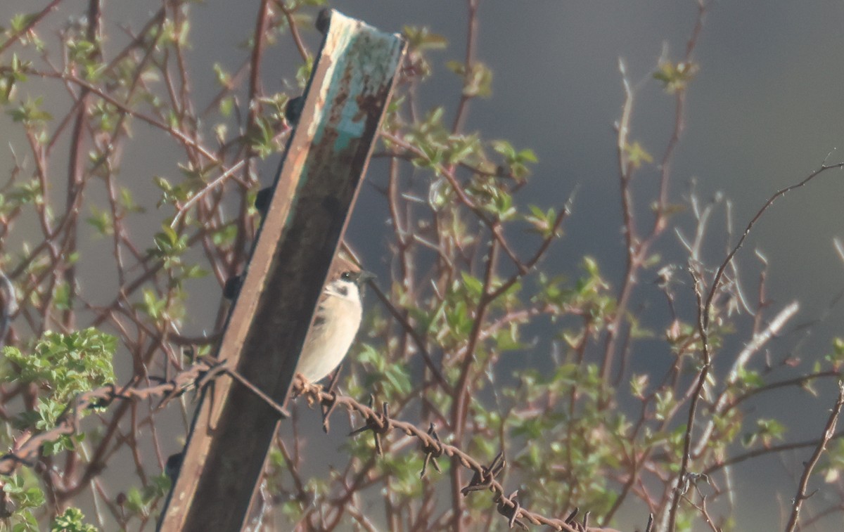 Eurasian Tree Sparrow - ML616672771