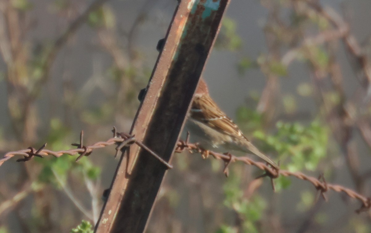 Eurasian Tree Sparrow - ML616672830