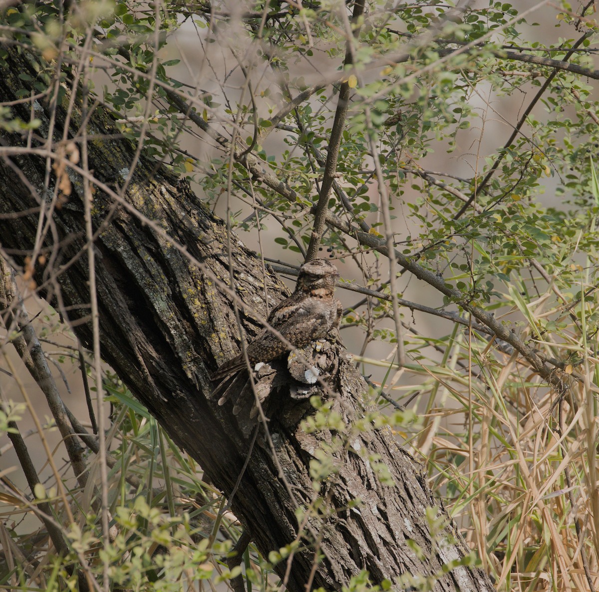 Jungle Nightjar - Advait M