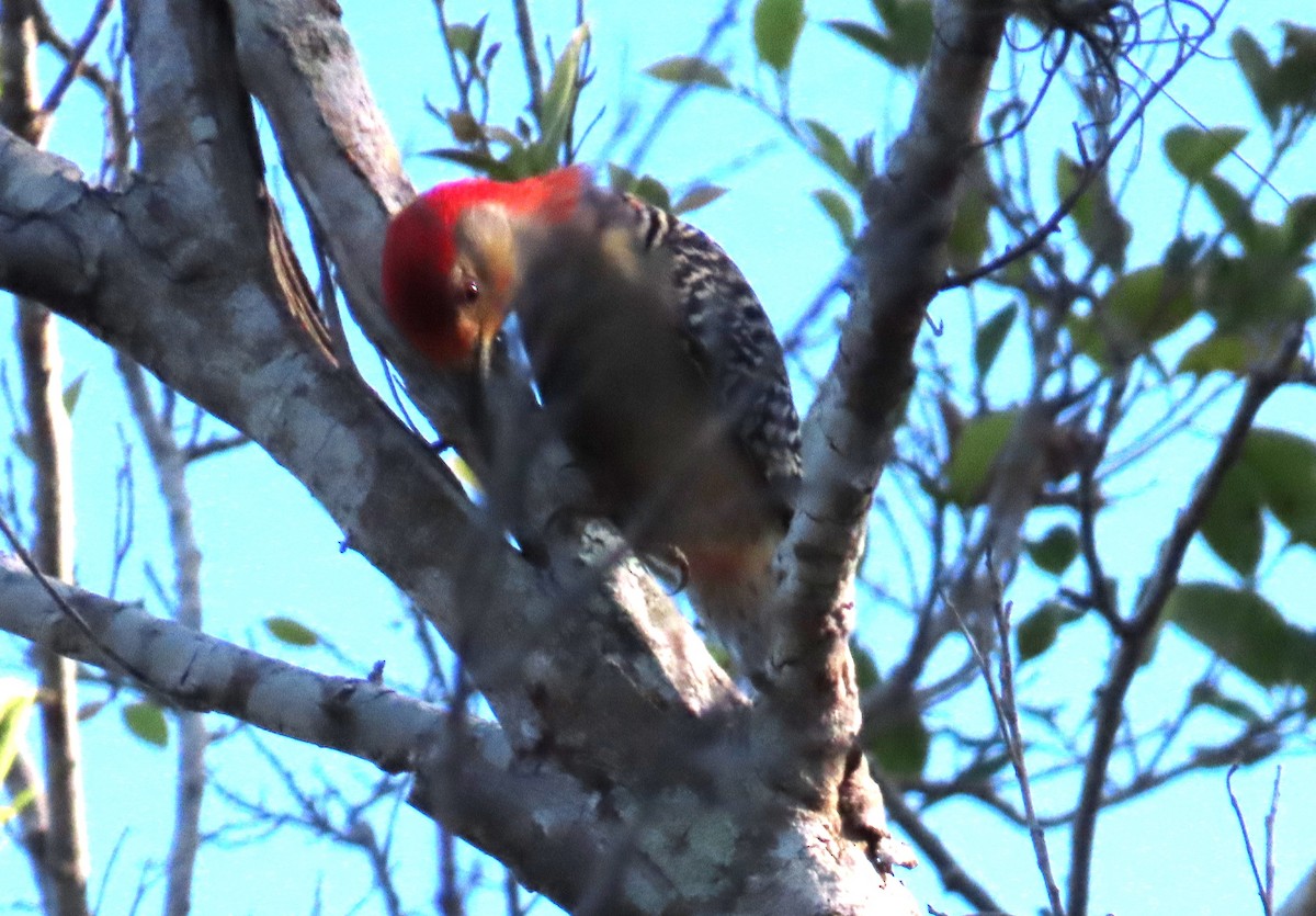 Red-bellied Woodpecker - ML616673059