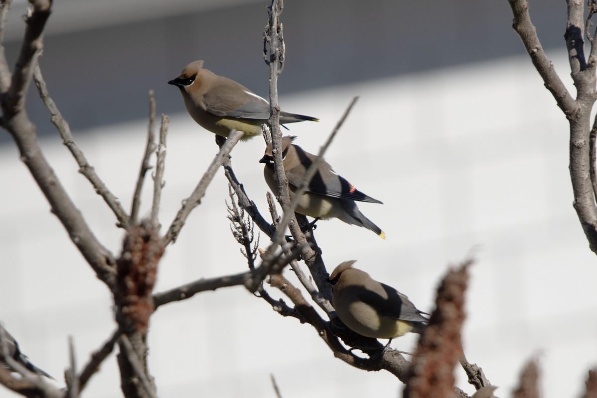 Cedar Waxwing - ML616673161