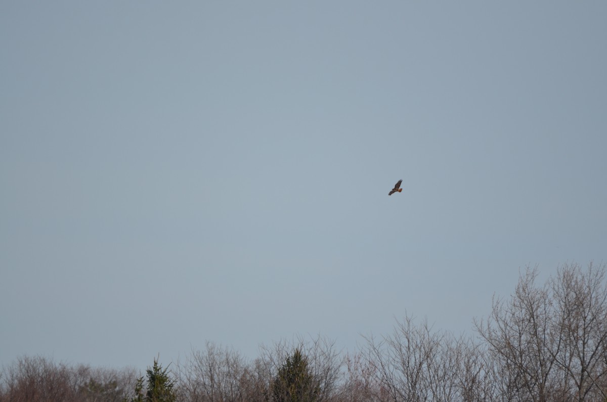 Red-tailed Hawk - ML616673189