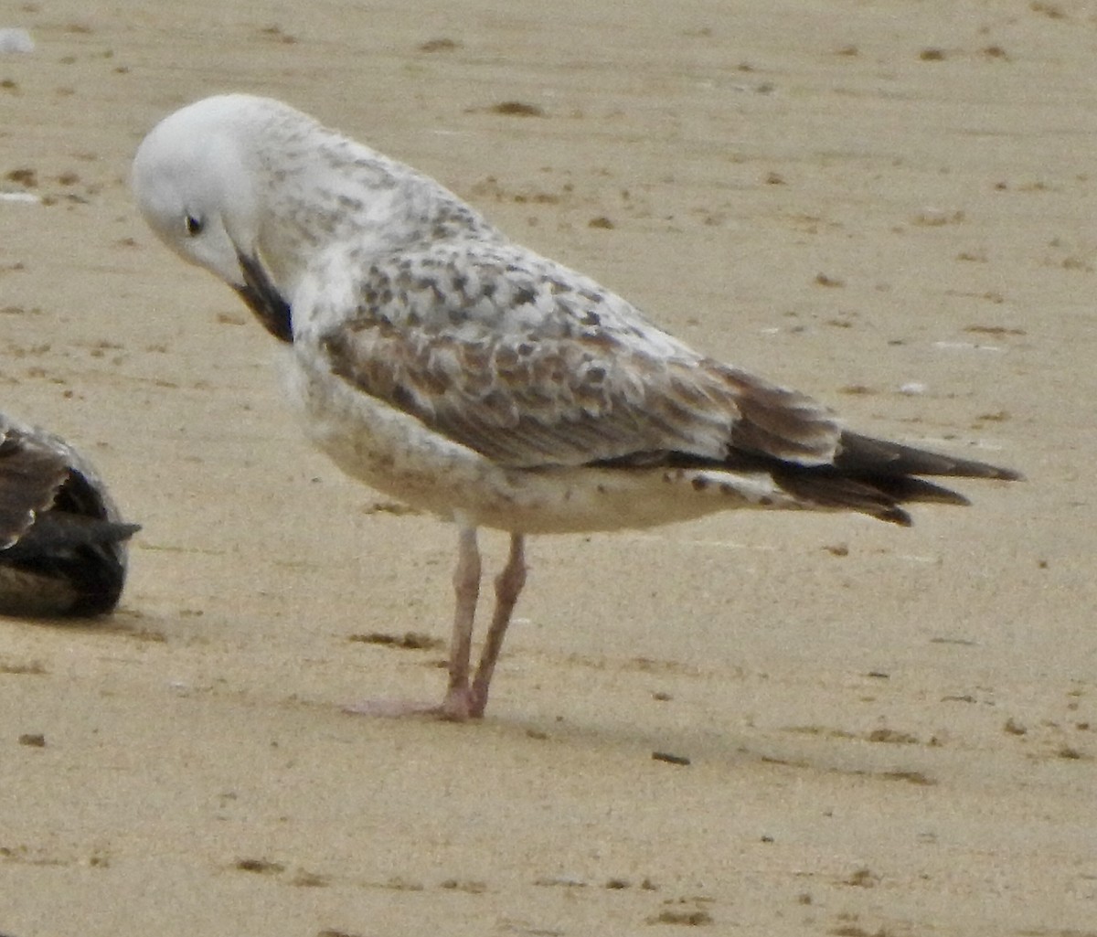 Caspian Gull - ML616673270