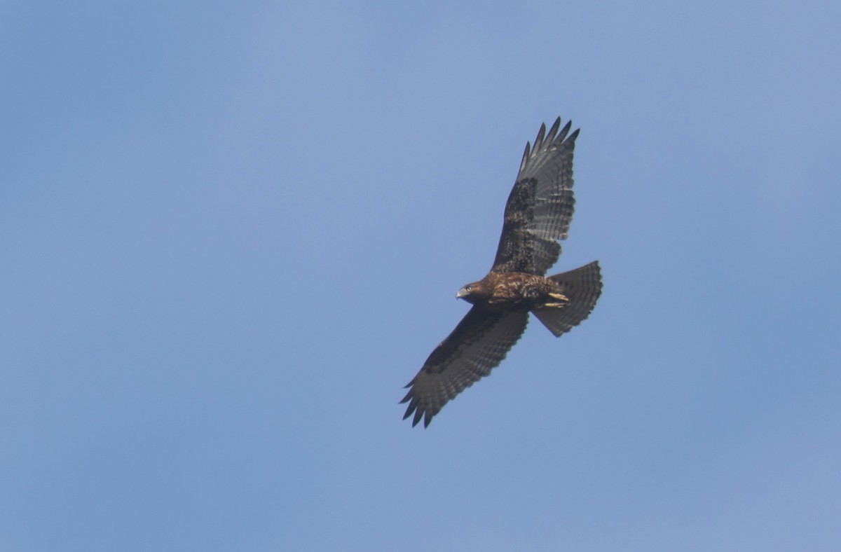 Red-tailed Hawk (calurus/alascensis) - ML616673345