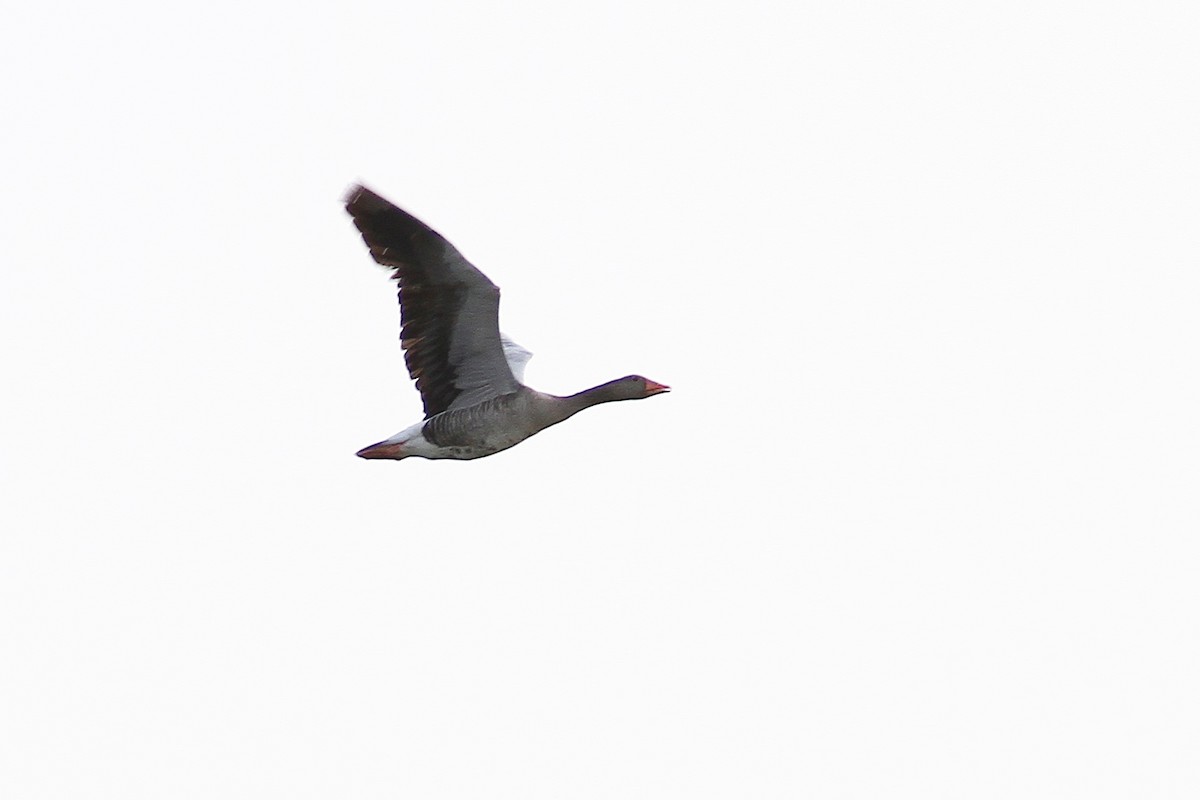 Бор галуу - ML616673349