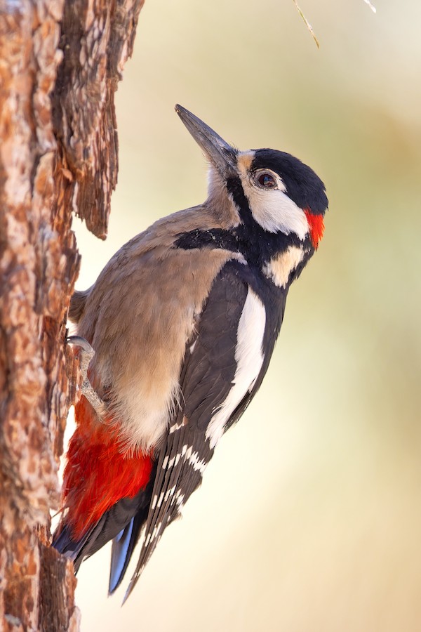 Great Spotted Woodpecker (Canarian) - eBird