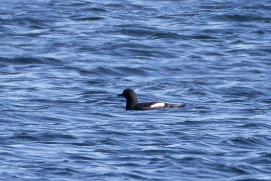 Pigeon Guillemot - ML616673381