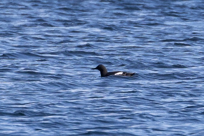 Pigeon Guillemot - ML616673382