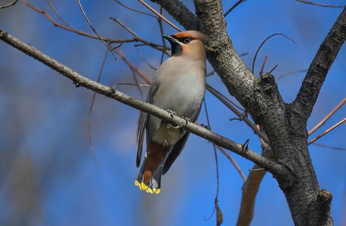 Шивэр энхэт бялзуухай - ML616673405