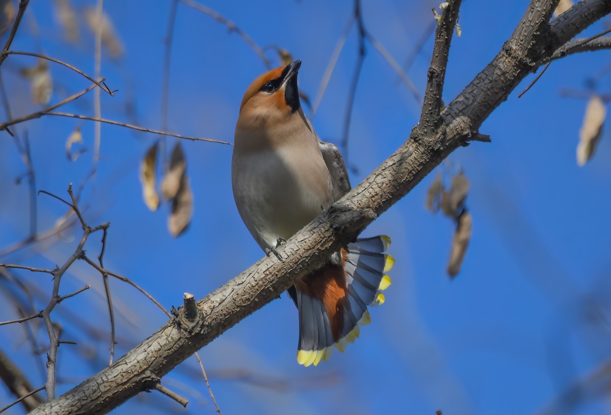 Шивэр энхэт бялзуухай - ML616673406