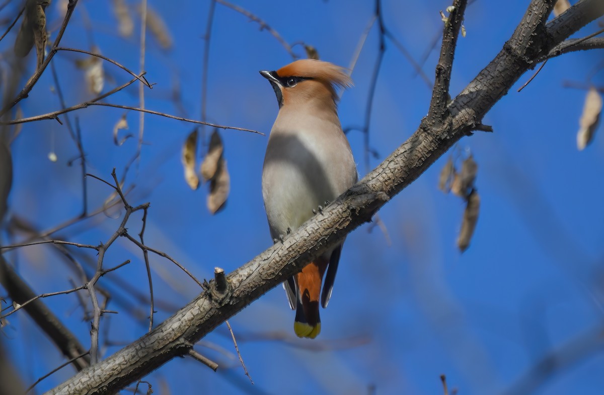 Шивэр энхэт бялзуухай - ML616673407