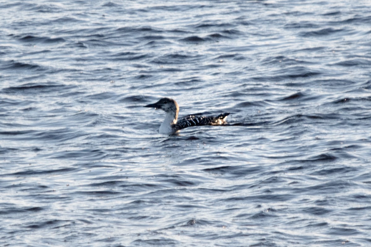 Common Loon - ML616673410