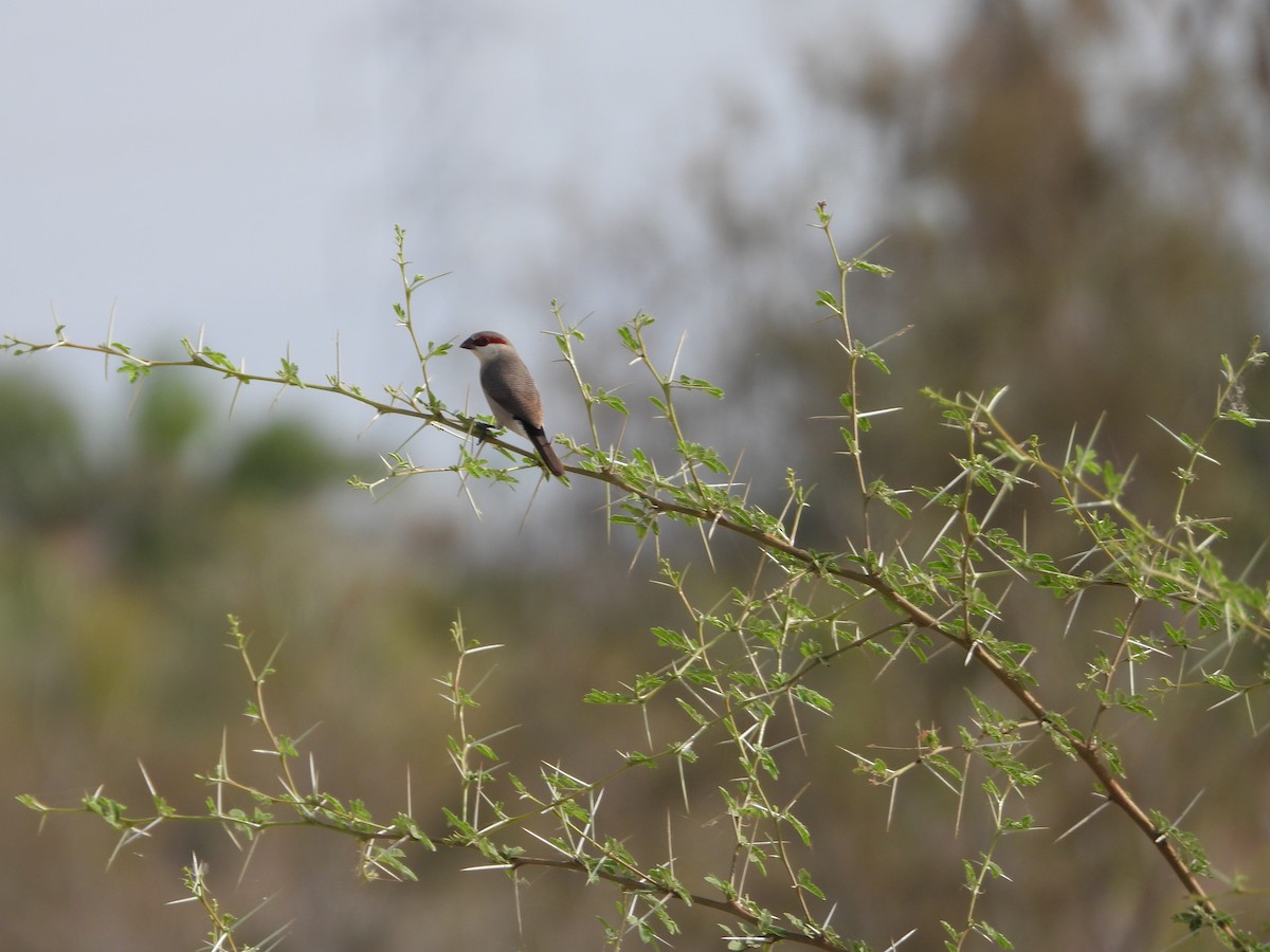 Arabian Waxbill - ML616673415