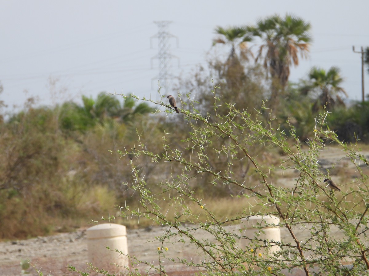 Arabian Waxbill - ML616673416