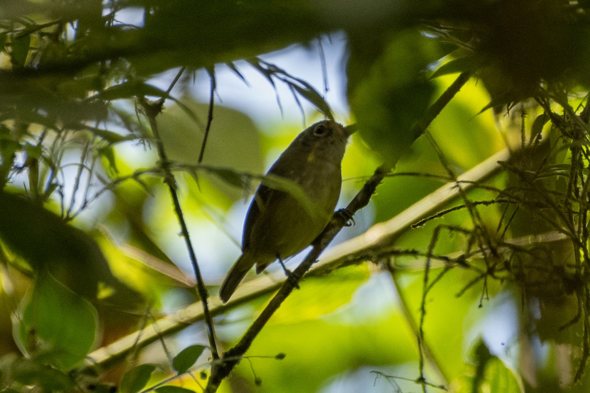 Lesser Greenlet - Richard Littauer