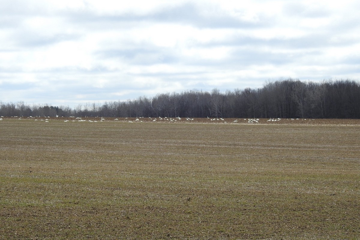 Tundra Swan - ML616673453