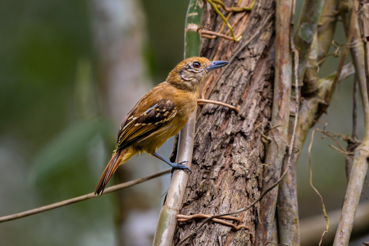 Black-crowned Antshrike - ML616673477