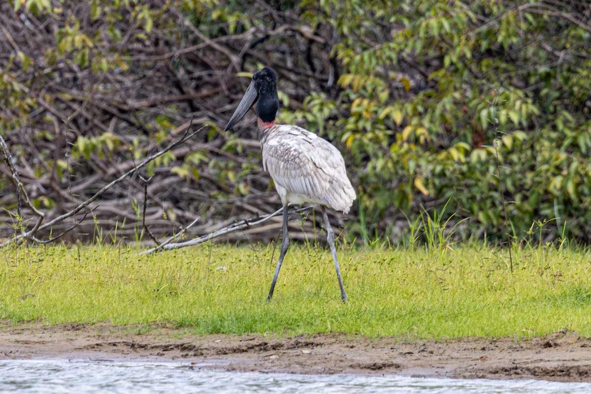 Jabiru - ML616673516