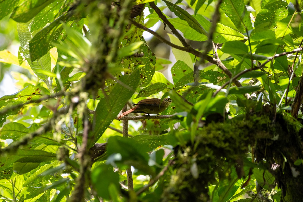 Scaly-throated Foliage-gleaner - Richard Littauer