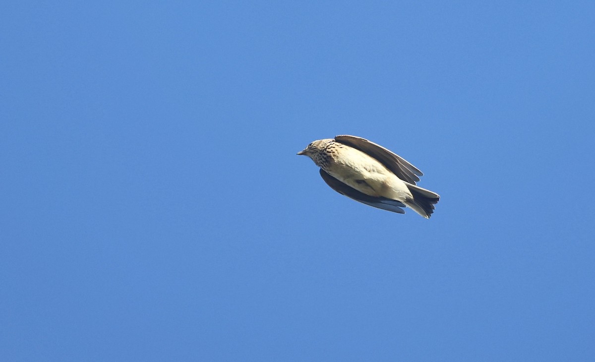 Eurasian Skylark - Will Scott